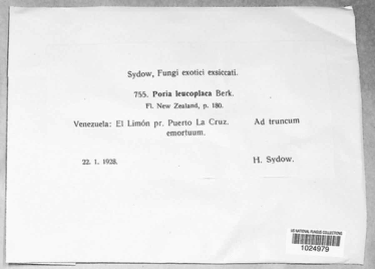 Poria leucoplaca image